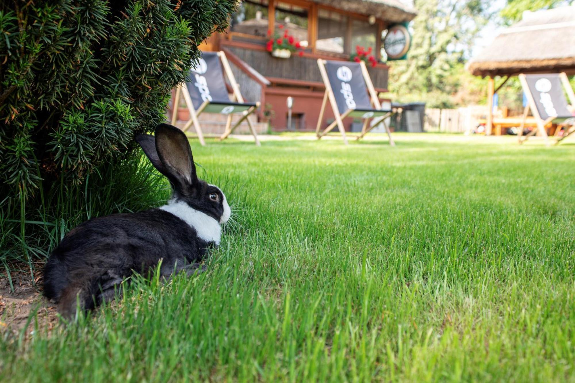 Nyuszis Apartman Kiskunmajsa Buitenkant foto